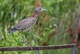 Yellow-crowned Night-Heron